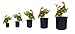 Viagrow Breathable Fabric Root Aeration Pot with Handles (5 Pack), 5 gallon, Black
