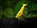 Aquatic Arts 10 Live Freshwater Golden Back Yellow Shrimp (Neocaridina davidi - 1/2 to 1 Inch Long)