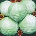 Early Flat Dutch Cabbage 4 Plants - Easy to Grow!