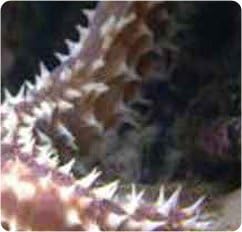 Tigertail Sea Cucumber - Halathuria hilla - Live Saltwater Aquarium Invertebrate