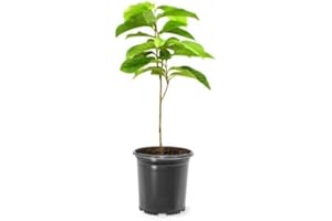 GENERIC Paw Paw Tree Seedlings, Fruit Bearing, Shade Tolerant, Tropical Look, Flowering 1 gal, Nursery Pot (Due to Agricultural Laws, we Cannot Ship to CA, AZ, AK, or HI)