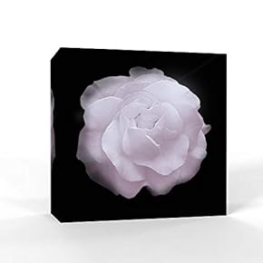 Black Back Ground Flower Painting Wall Bedroom Living House