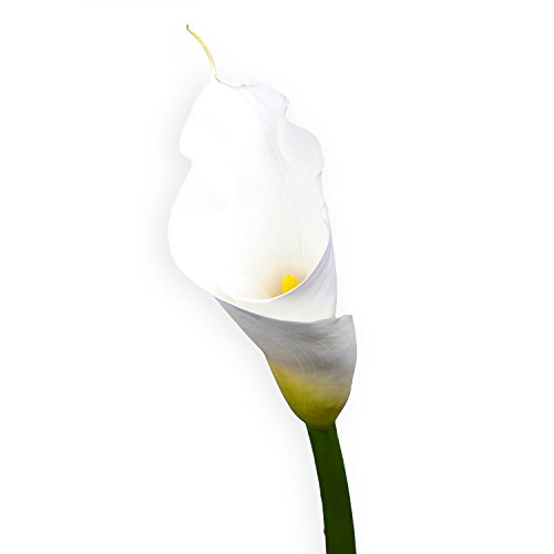 GlobalRose 18 Fresh Open Cut White Calla Lilies - Fresh Flowers For Birthdays, Weddings or Anniversary. - Thumbnail 6