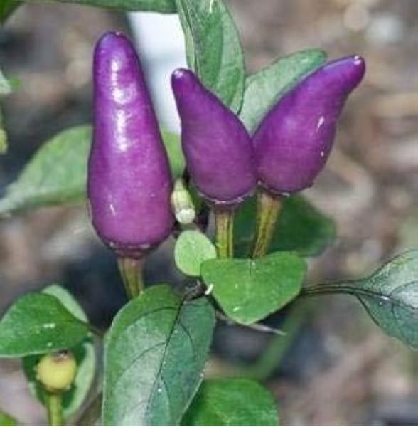 Seekay Pimiento Picante - Púrpura Tigre - 50 Semillas - Vegetal ...