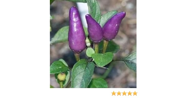 Seekay Pimiento Picante - Púrpura Tigre - 50 Semillas - Vegetal ...