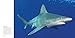 Sharks: Ancient Predators in a Modern Sea