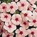 (AVI)~"PACIFICA APRICOT" VINCA~Seeds!!!~~~~~~Periwinkle Perfection!