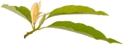 Champaca Pure Absolute Oil 5ml (Origin: India)