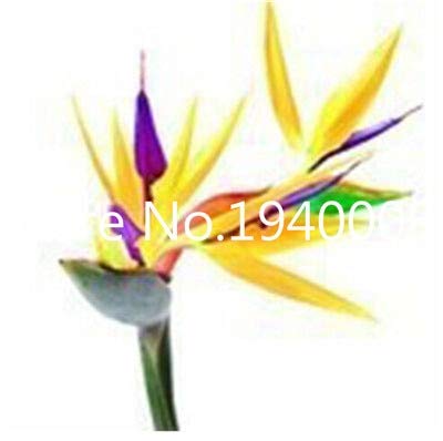 AGROBITS Saat: Verkauf! 100 StÃ¼ck Seltene Zimmerpflanzen Strelitzia Reginae flores Hybrid-Paradies plantas Plant Bonsai-Anla