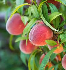 Fresh 10-Pack Nectarine Peach Fruit Seeds - Premium Quality for Fast Germination & Home Gardening