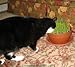 Renee's Garden Seeds Cat Treats, Gourmet, Mixed Greens