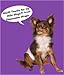 Wiki Wags Brand 12 Medium Male Dog Wraps (Waist: 18