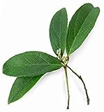 doTERRA Deep Blue Touch