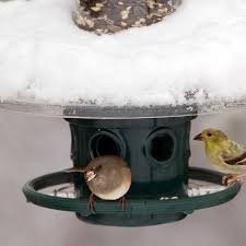 Brome Squirrel Buster Plus Squirrel Proof Bird Feeder with Pole and WeatherGuard Baffle