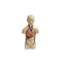20" 12 Part Human Torso Model Sexless by Trademark Scientific