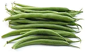 Provider Bush Bean Seeds, 30 Heirloom Seeds Per Packet, Non GMO Seeds