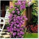Climbing Purple Fairy Rose 5 Seeds!great Color!rare!