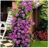 Climbing Purple Fairy Rose 5 Seeds!great Color!rare!