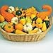 Gourd - Ornamental Mixed - 40 Seeds