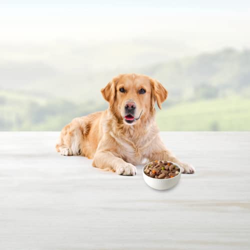 BLUE BUFFALO FAMILY FAVORITE CANNED DOG FOOD, TURKEY DAY FEAST