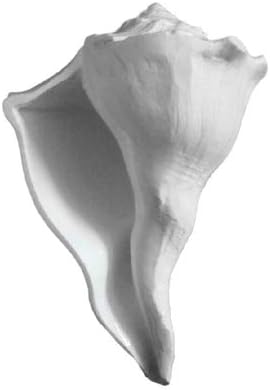 Big Right Handed Dakshinavarti Shankh Conch Shell 1 PC White Color Religious