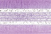 CLUB GREEN ORG.CENT.STRIPE RIB 16MMX25M LILAC/SILVER, Fabric, 11 x 11 x 2.2 cm