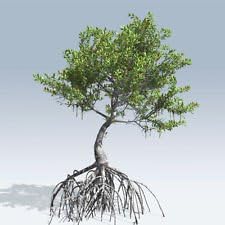 21 LARGE RED MANGROVE AQUARIUM FISH PLANTS12-16 INCHESFRESH or SALT WATER TANK