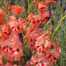 FernsFly IMP. Sword lily Gladiolus | Gladiola | Gladioli Flower Bulbs Home Outdoor Flowering Gardening Bulbs Blooming planting (Pack of 19 Nathalie Gladiolus)