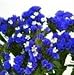 Statice - Sunburst Series - Dark Blue - 50 Seeds