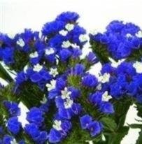 Statice - Sunburst Series - Dark Blue - 50 Seeds