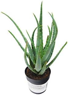 Aloe Vera Succulent Variety Pack / All Different Species / 2.5" Pots / Live Home and Garden Plants (1)