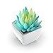 Mini Fake Succulents Artificial Plants X Large Shoe Organizer Storage Boxes for Closet, Modular Space Saving Shoe Boxes Clear Plastic Stackable Sneaker Containers Display Case with Lids, Gray