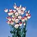(PLIS)~"RED BICOLOR" LISIANTHUS~Seeds!!!~~~~~Exciting!!