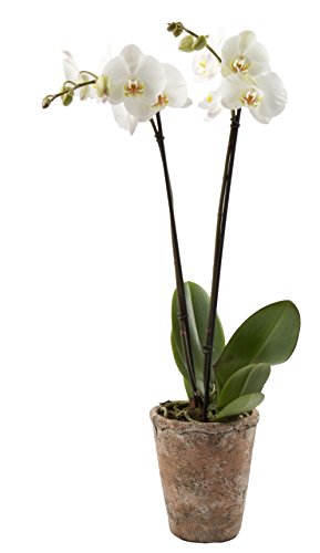 UPC 851203007057, Color Orchids Orchid in ceramic pot, 20-24&quot; tall, Assorted