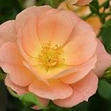 OSO EASY® Peachy Cream Rose - DISEASE RESISTANT - Proven Winners