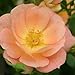 OSO EASY® Peachy Cream Rose - DISEASE RESISTANT - Proven Winners