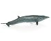 Safari Ltd. Sei Whale Figurine - Realistic 7.75