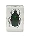 Celestron – Real 3D Bugs in Clear Resin – 4pc Set Includes Hornet, Black Camellia, Rose Chafer, and Spider – Perfect for Science Eduction and Classroom – Use with Digital and Stereo Microscopes