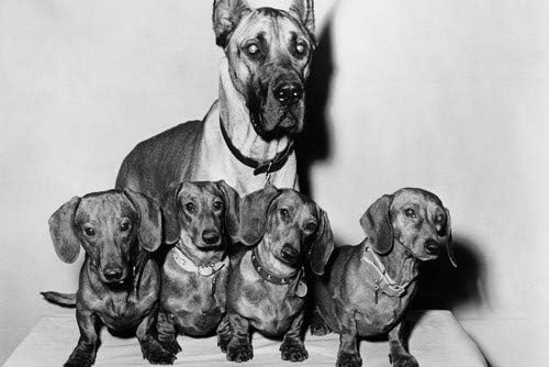 working line great dane