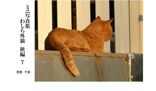 Photos We are Street Cats in Autumn 7 (Japanese Edition) - Kindle 
