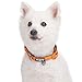 Blueberry Pet Adjustable Dog Collar, Soft & Safe, 3M Reflective, Neoprene Padded, Orange Dog Dollar, Dog Collars for Medium Dogs, Small Dog Collar, Eco-Friendly, Perfect for Pet Lovers & Owners