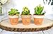 My Urban Crafts 40 Pcs Small Mini Clay Pots 2.1 inch Mini Terracotta Pots Clay Ceramic Pottery Planter Cactus Flower Pots Succulent Nursery Pots for Indoor/Outdoor Mini Plant, Crafts, Wedding Favors
