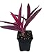 Variegated Purple Heart Plant - Setcreasea - Indoors or Out - Easy - 4" Pot