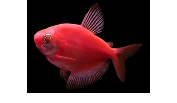 starfire red tiger barb glofish care