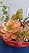 Faux Terrarium Plants, Artificial Succulent Plants, Newer Look for Plants