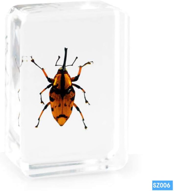WEIUR Real Corpulenta Cyrtotracjelus Longimanus Violet Neck Beetle Insect Specimen Biological Science Education Paperweight Resin Taxidermy