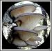 Blue Oyster Mushroom Mycelium Plug Spawn - 100 Count - Grow Gourmet Mushrooms At Home!