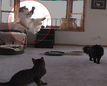 Da Bird Pull Apart Value Pack (1 Pull Apart Da Bird Pole Cat Toy & 2 Extra Guinea Feather Refills)