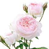 David Austin English Roses Gentle Hermione