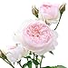 David Austin English Roses Gentle Hermione